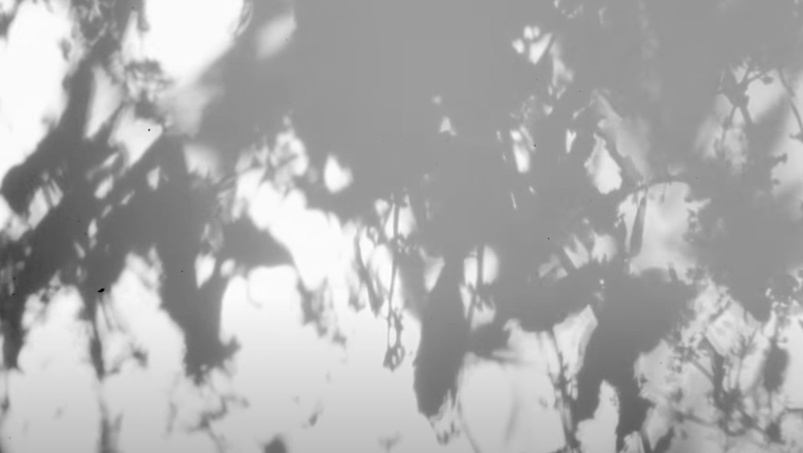 still from Nicholas Hedge's 'Tree Shadows' video