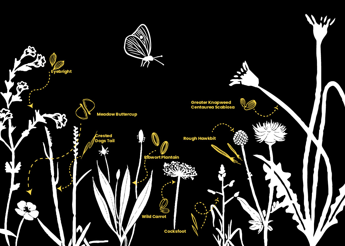 wildflower infographic