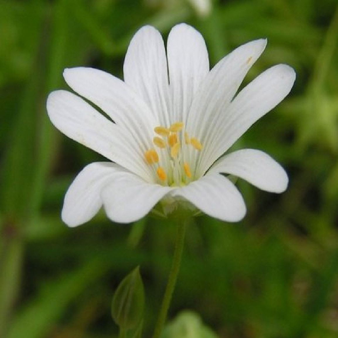 dorset wildflowers