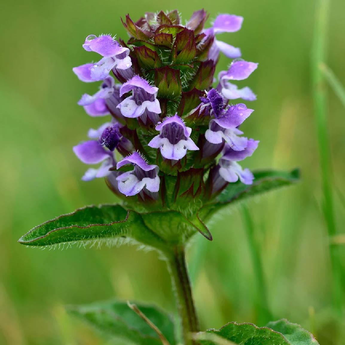 dorset wildflowers