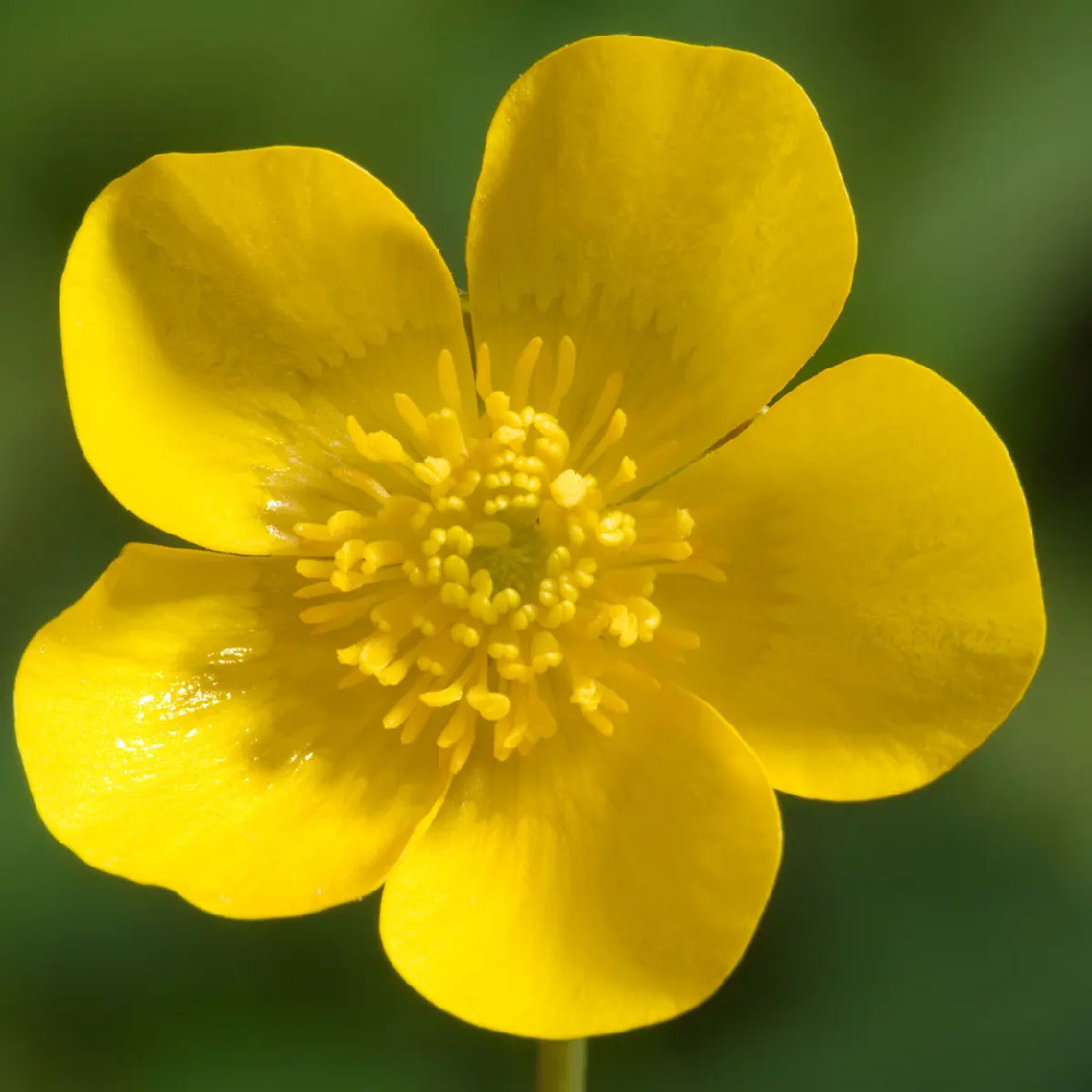 dorset wildflowers