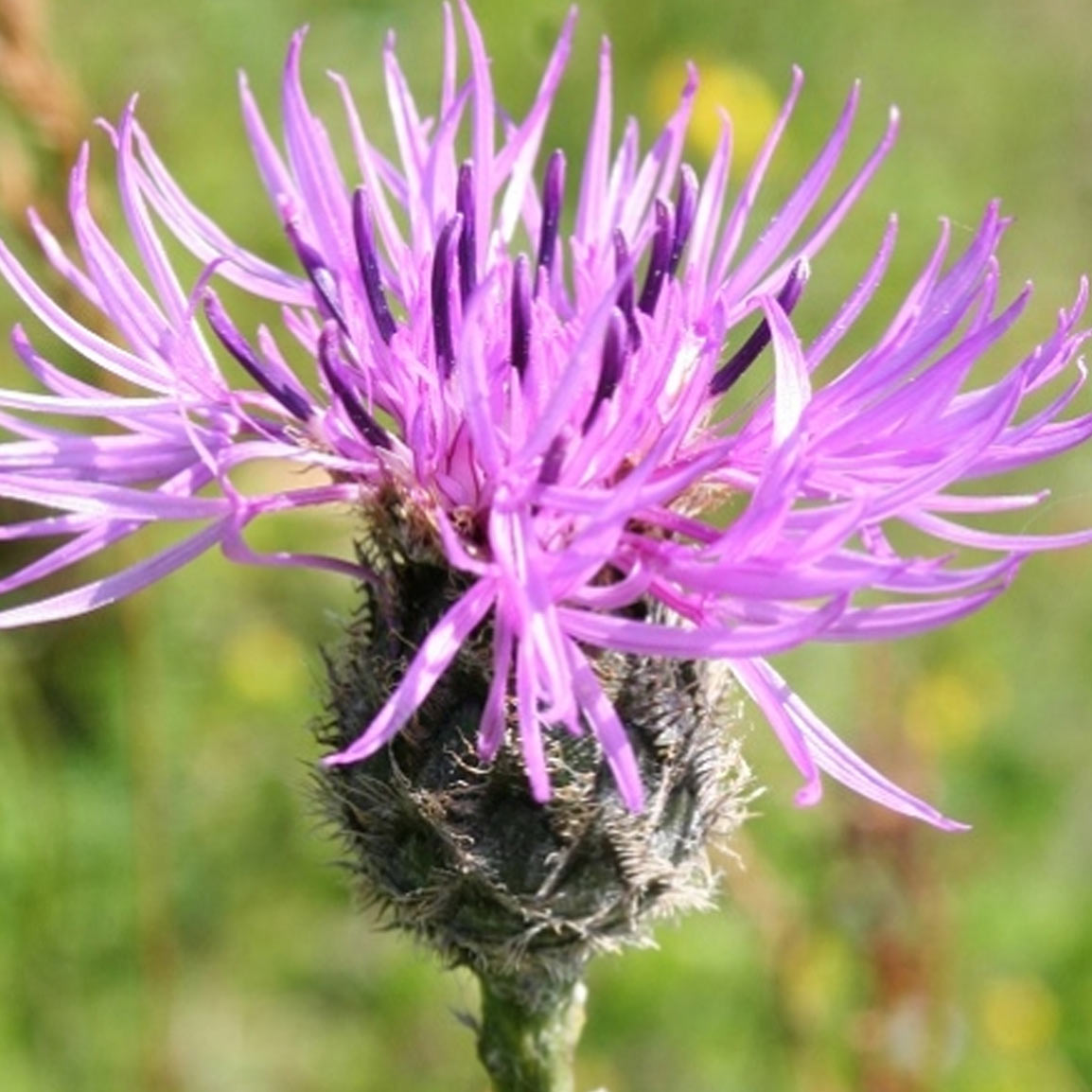 dorset wildflowers