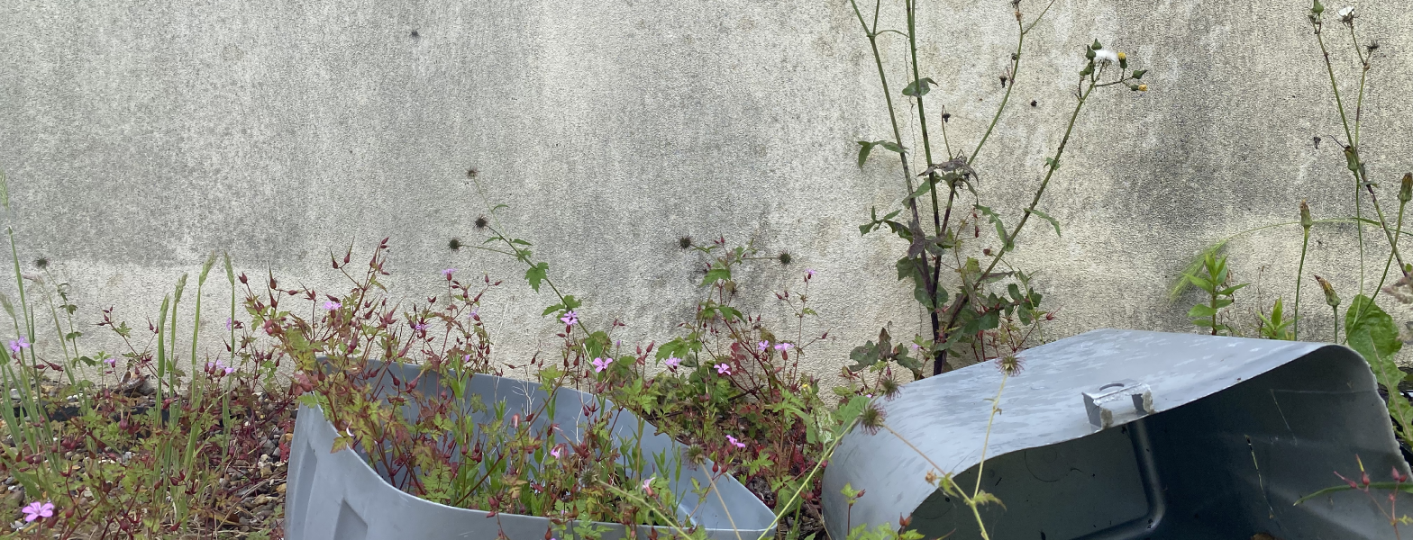 wall with wildflowers