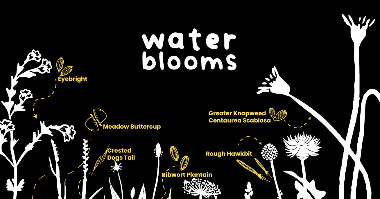 infographic about wild flowers